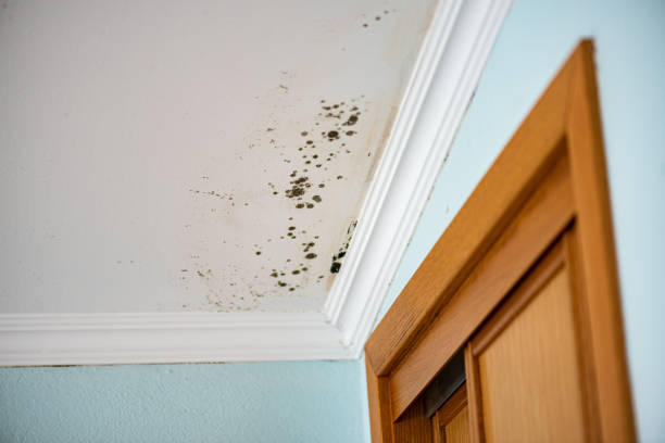 Crawl Space Mold Removal in Stockbridge, MI