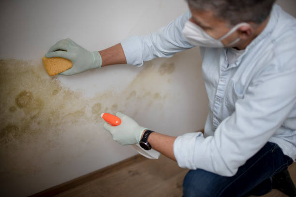 Best Mold Damage Repair  in Stockbridge, MI