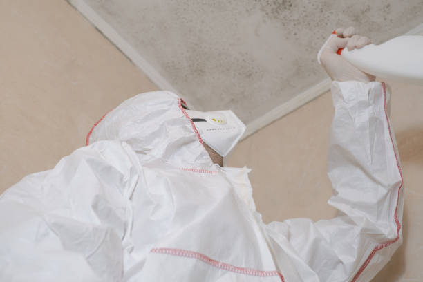 Best Local Mold Removal Service  in Stockbridge, MI