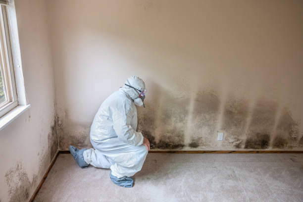 Best Professional Mold Removal  in Stockbridge, MI