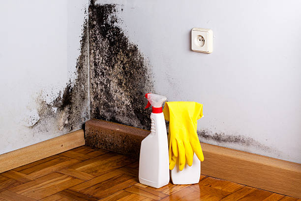 Best Mold Testing  in Stockbridge, MI