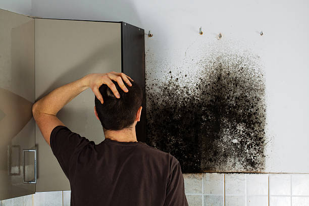 Best Black Mold Removal  in Stockbridge, MI