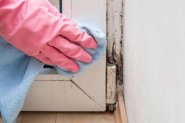 Certified Mold Removal in Stockbridge, MI